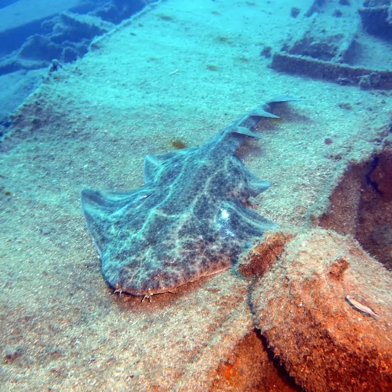 沉浸在大加那利岛充满活力的海洋生物中，同时在我们的开放水域课程中学习潜水基础知识。