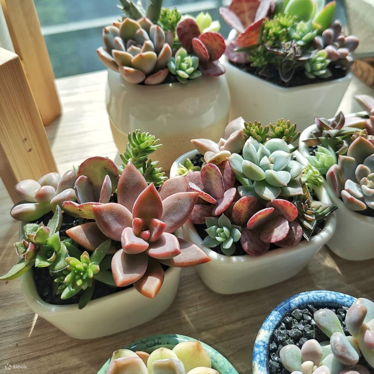 Succulent dengan Cahaya Matahari