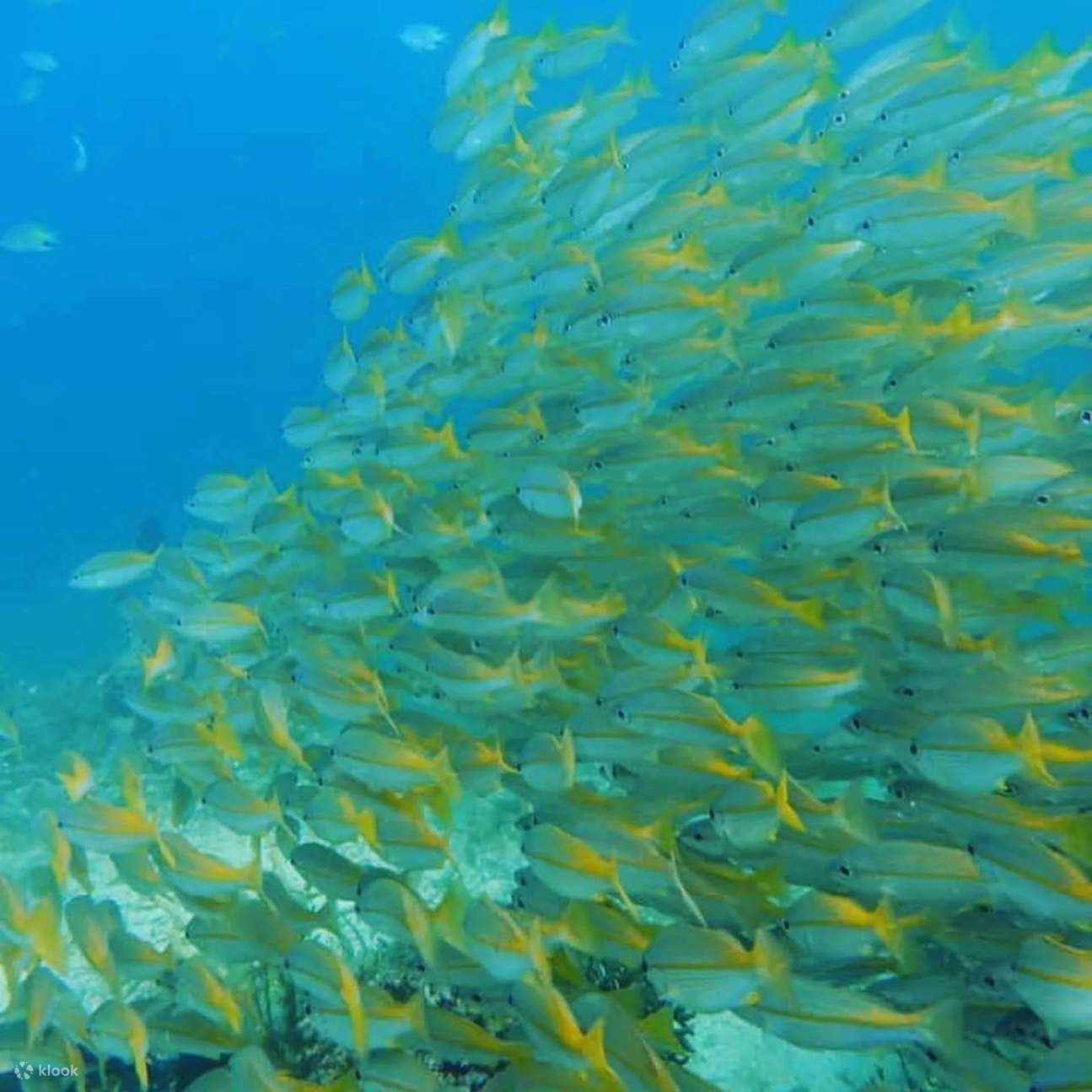 Entdecken Sie das Kaleidoskop des Meereslebens, das unter den Wellen von Kota Kinabalu gedeiht, einem Paradies für Unterwasser-Enthusiasten.