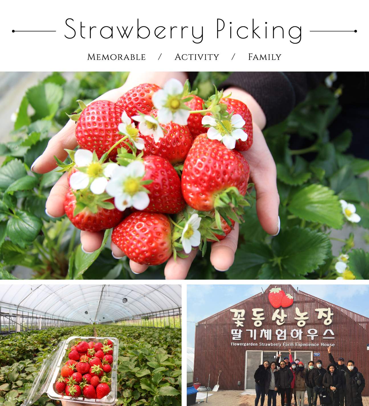 strawberry picking tour seoul