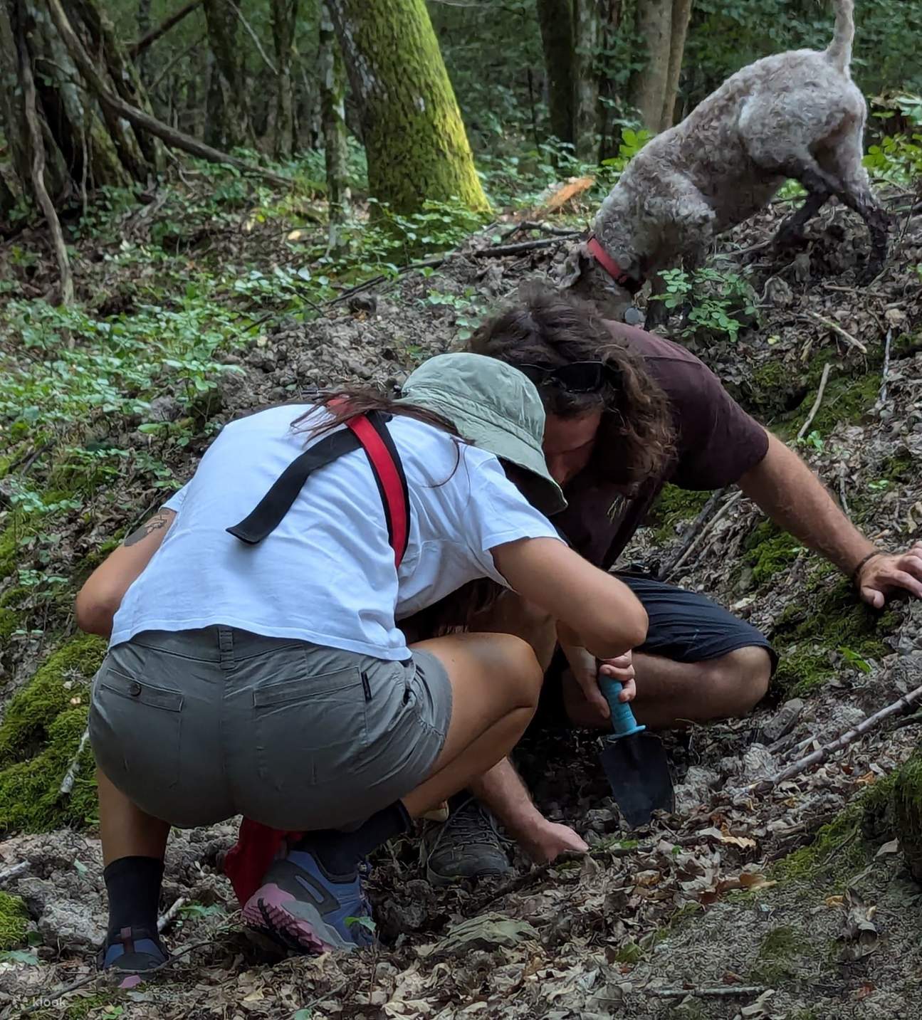 您將親手挖掘松露