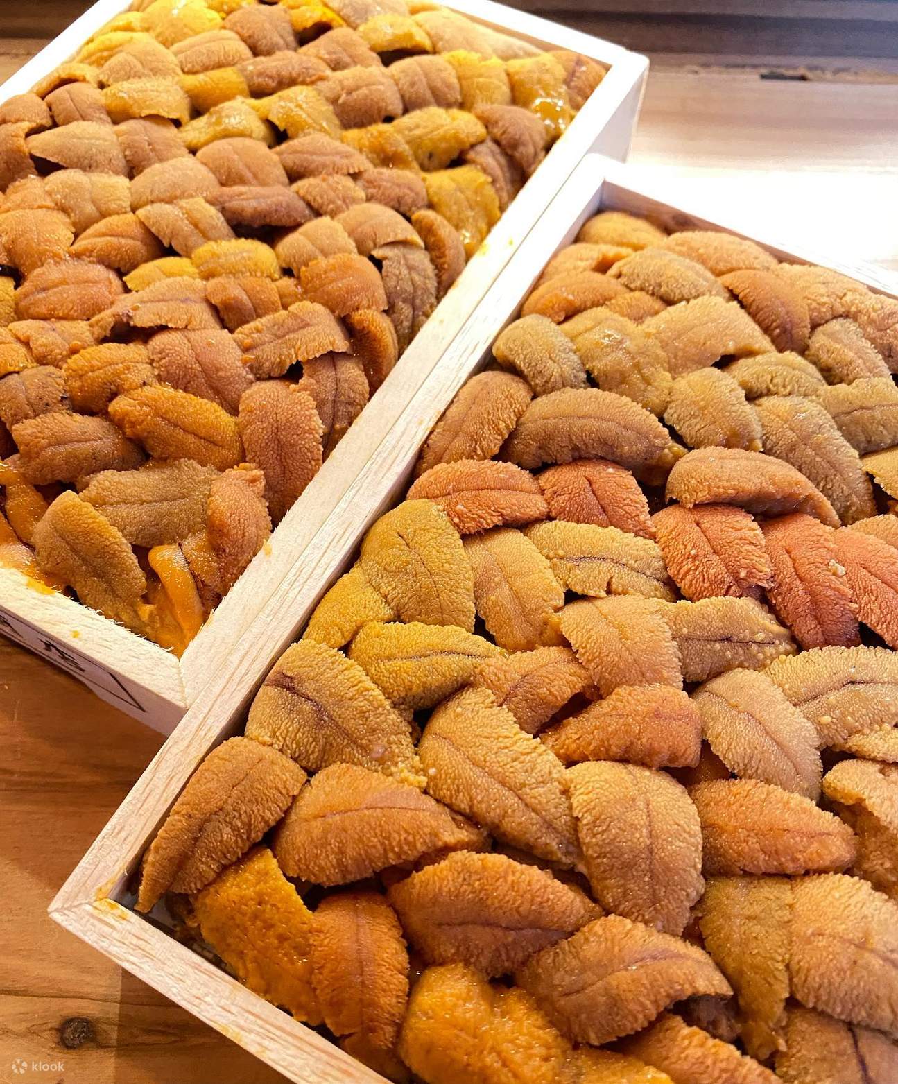 Yukun さかなくん toko utama