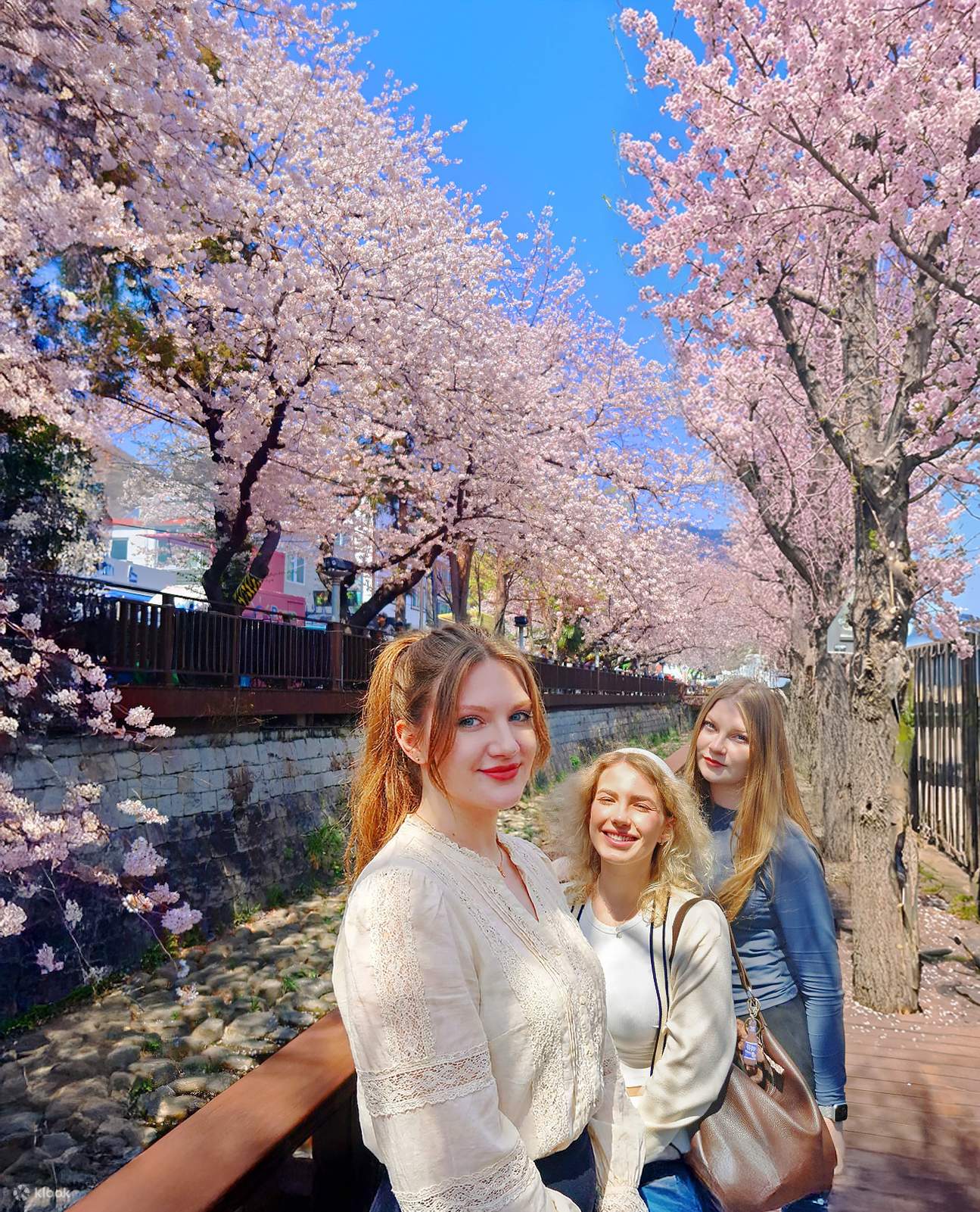 釜山からの鎮海桜ツアー - Klook