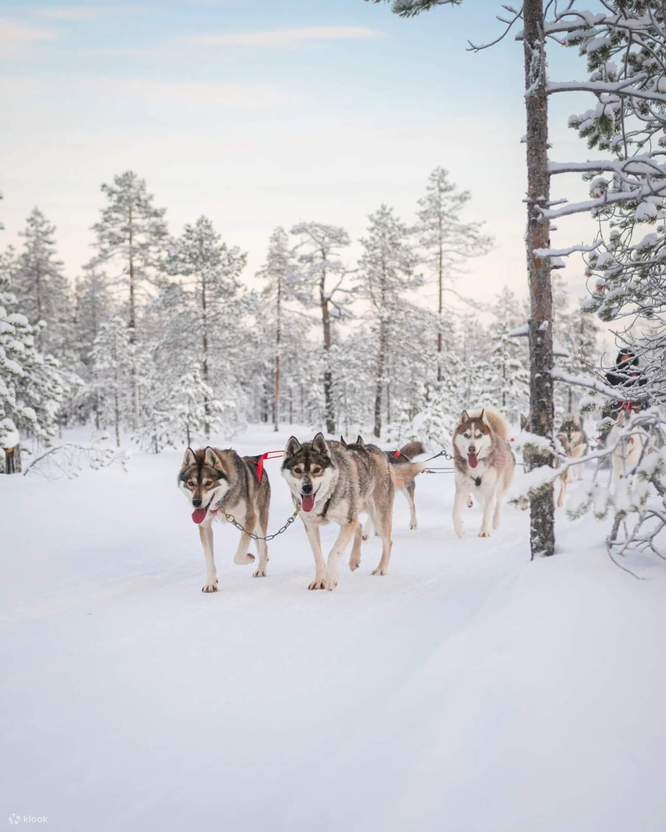 Aventura en trineo de huskies de 7 km 