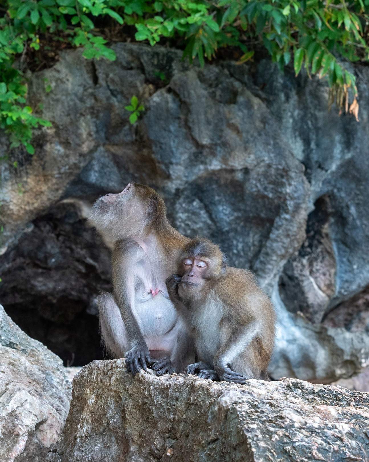 ลิงบนเกาะพนัก