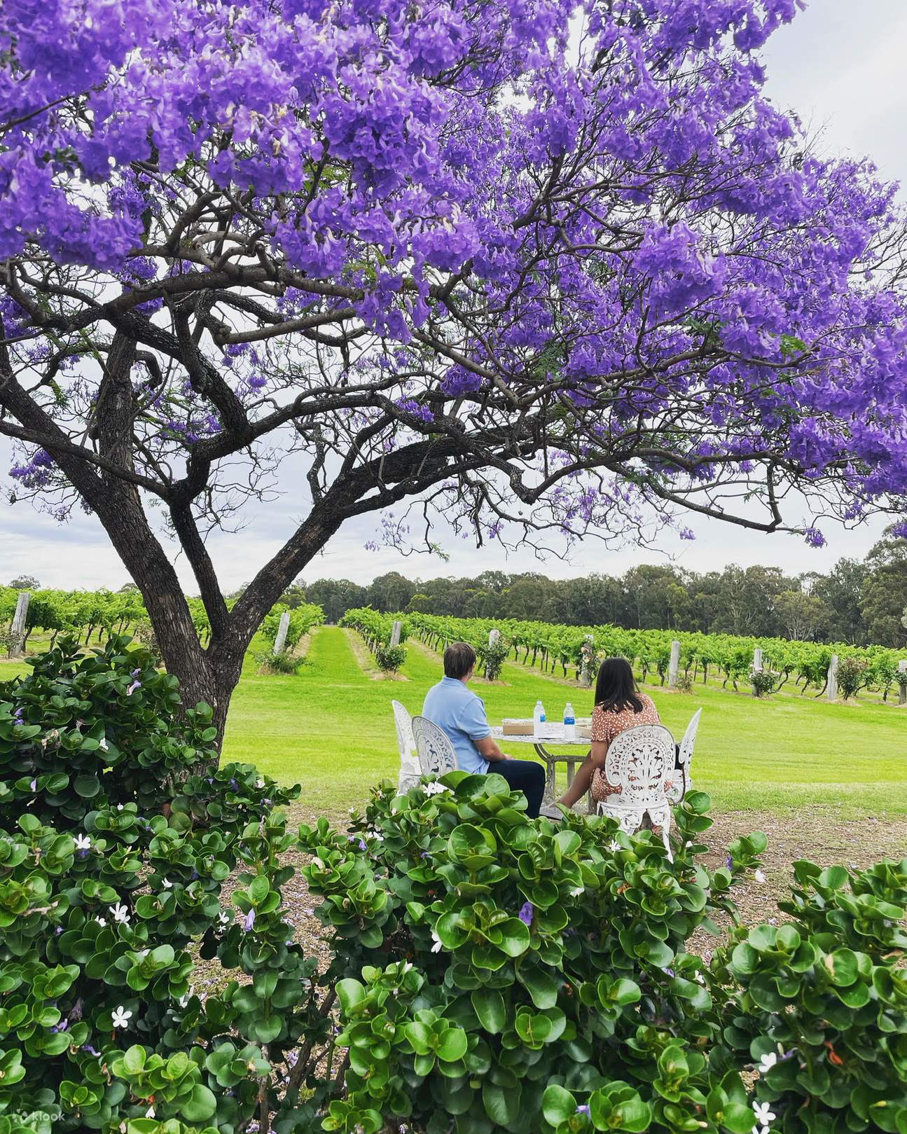 calais Estate Wine tasting hunter valley