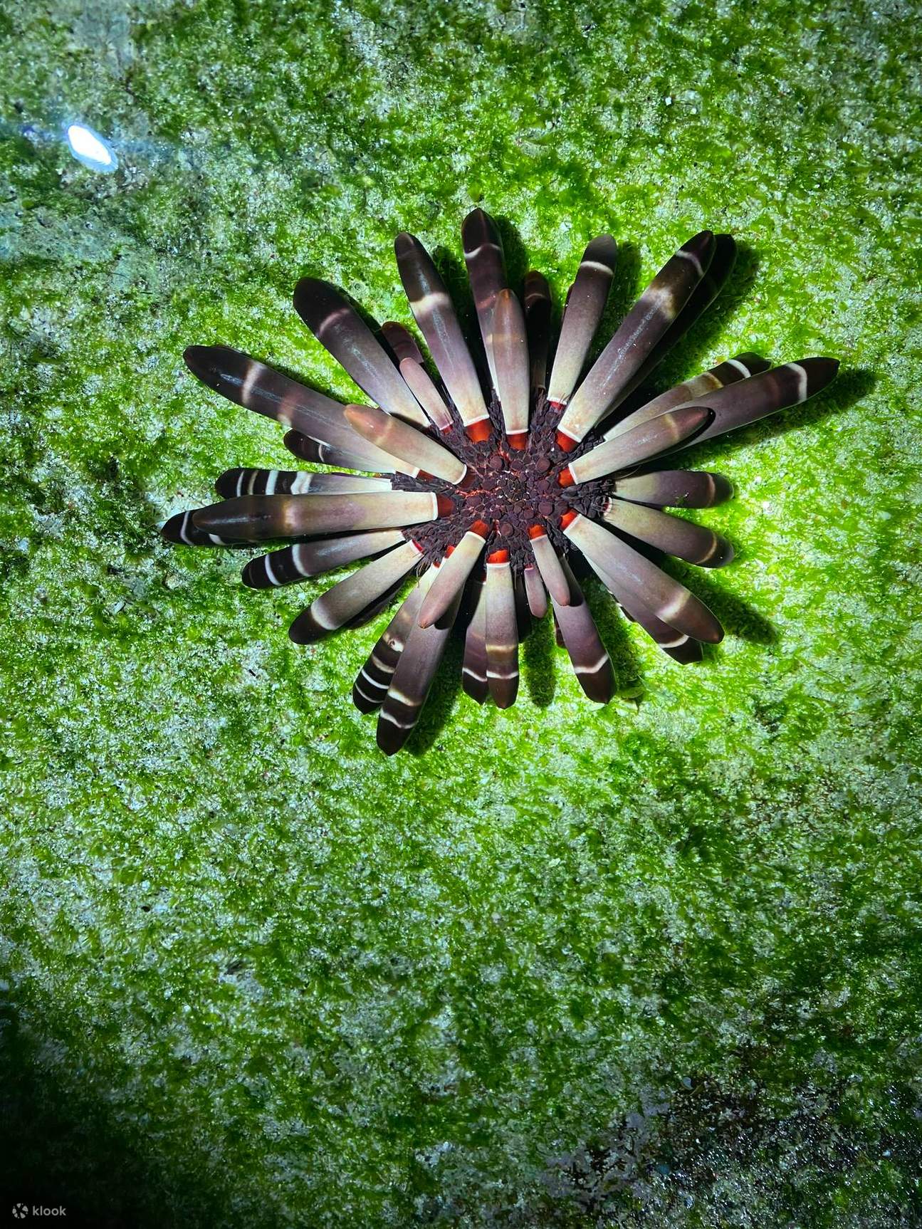 緑島ブルーホール秘境 / 眠れる森の美女古道＋仙人疊石シュノーケリング / 潮間帯ツアー