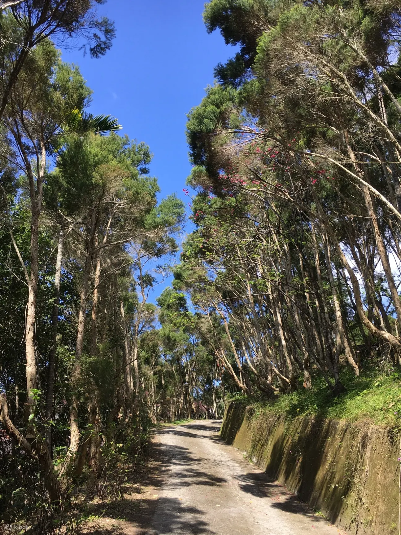 茶树森林