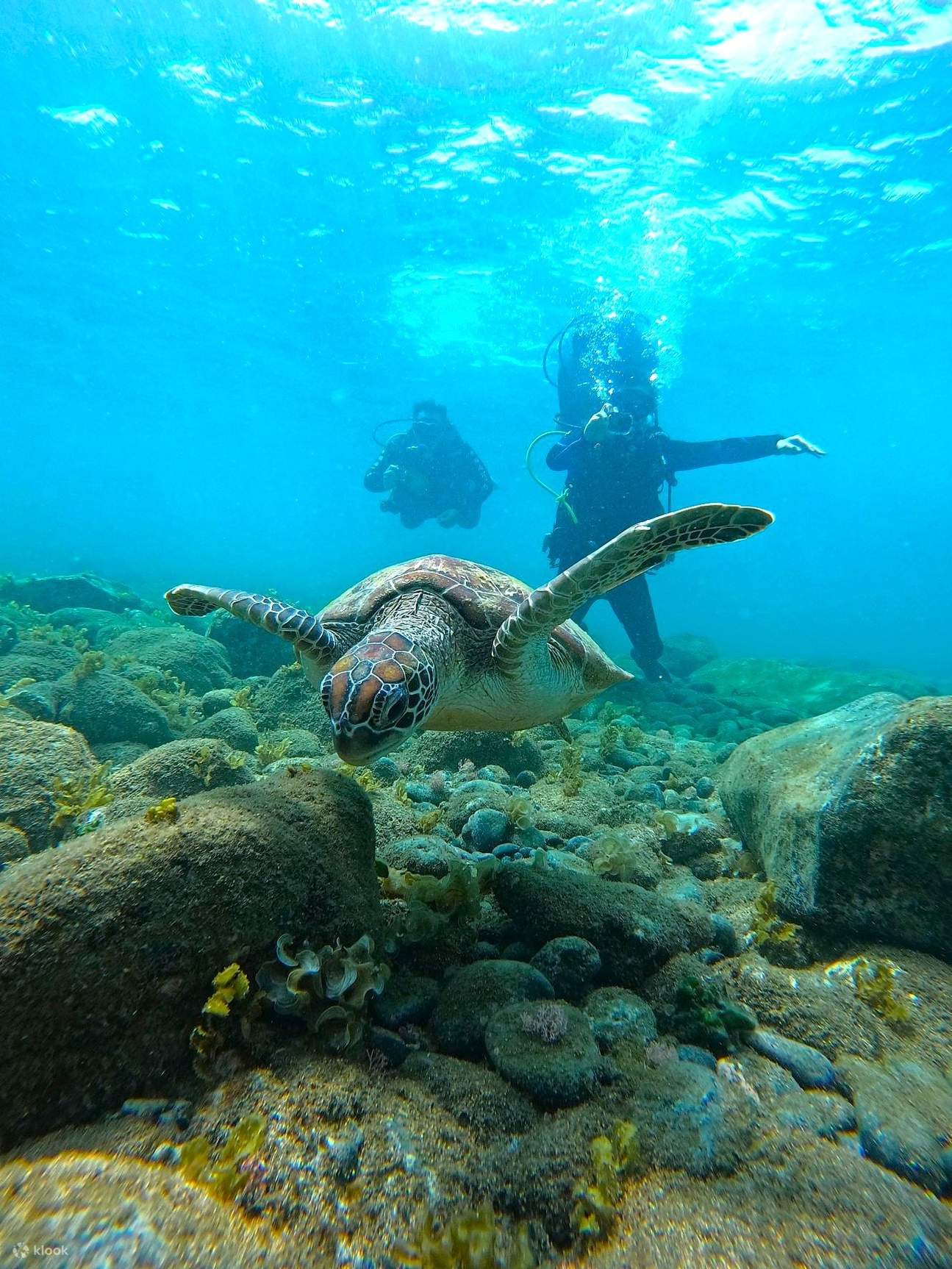 Plongée à Penghu : L'Atelier marin Lofe - Jardin de corail marin - Baptême de plongée