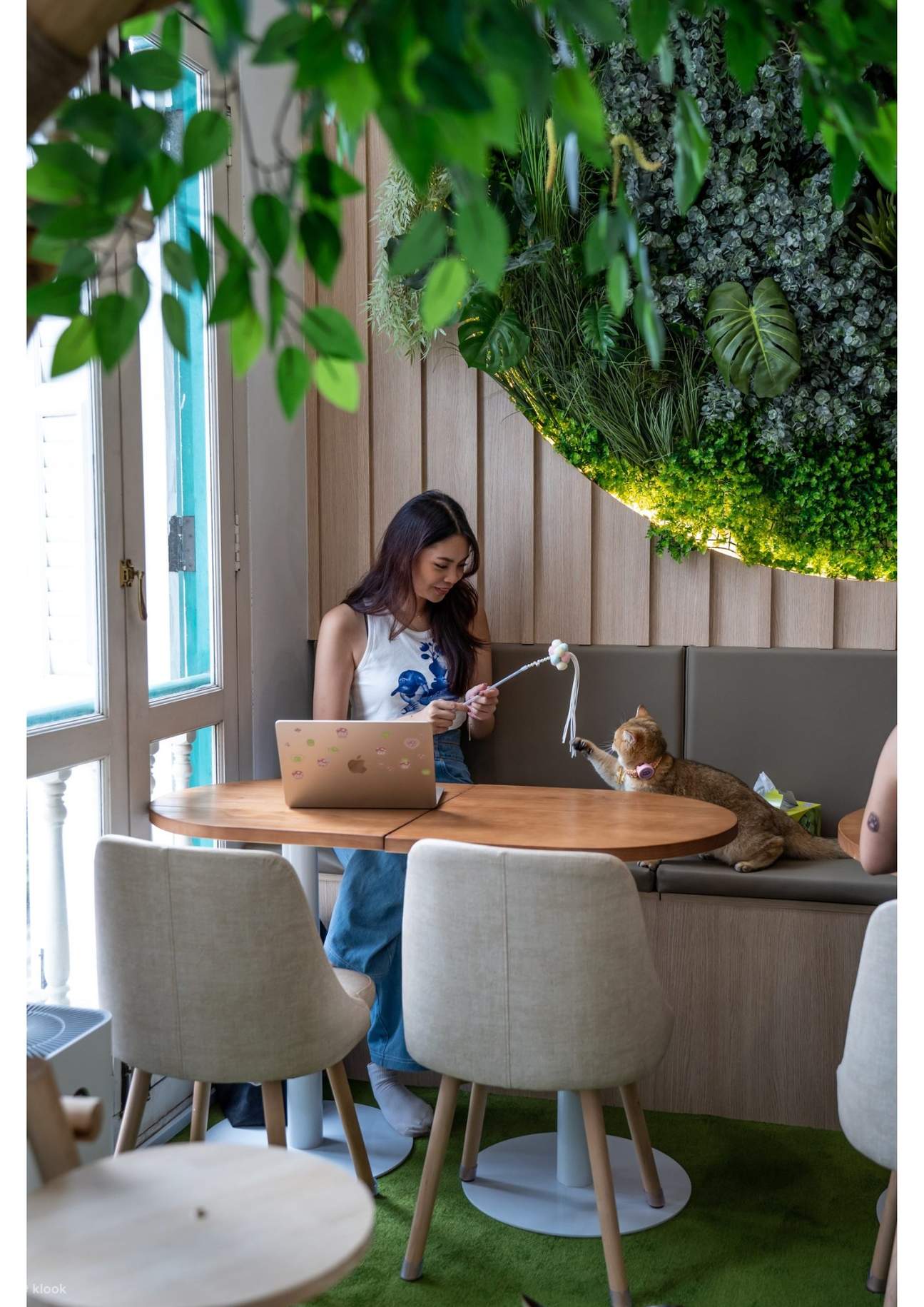 Vừa làm việc vừa thư giãn cùng mèo!