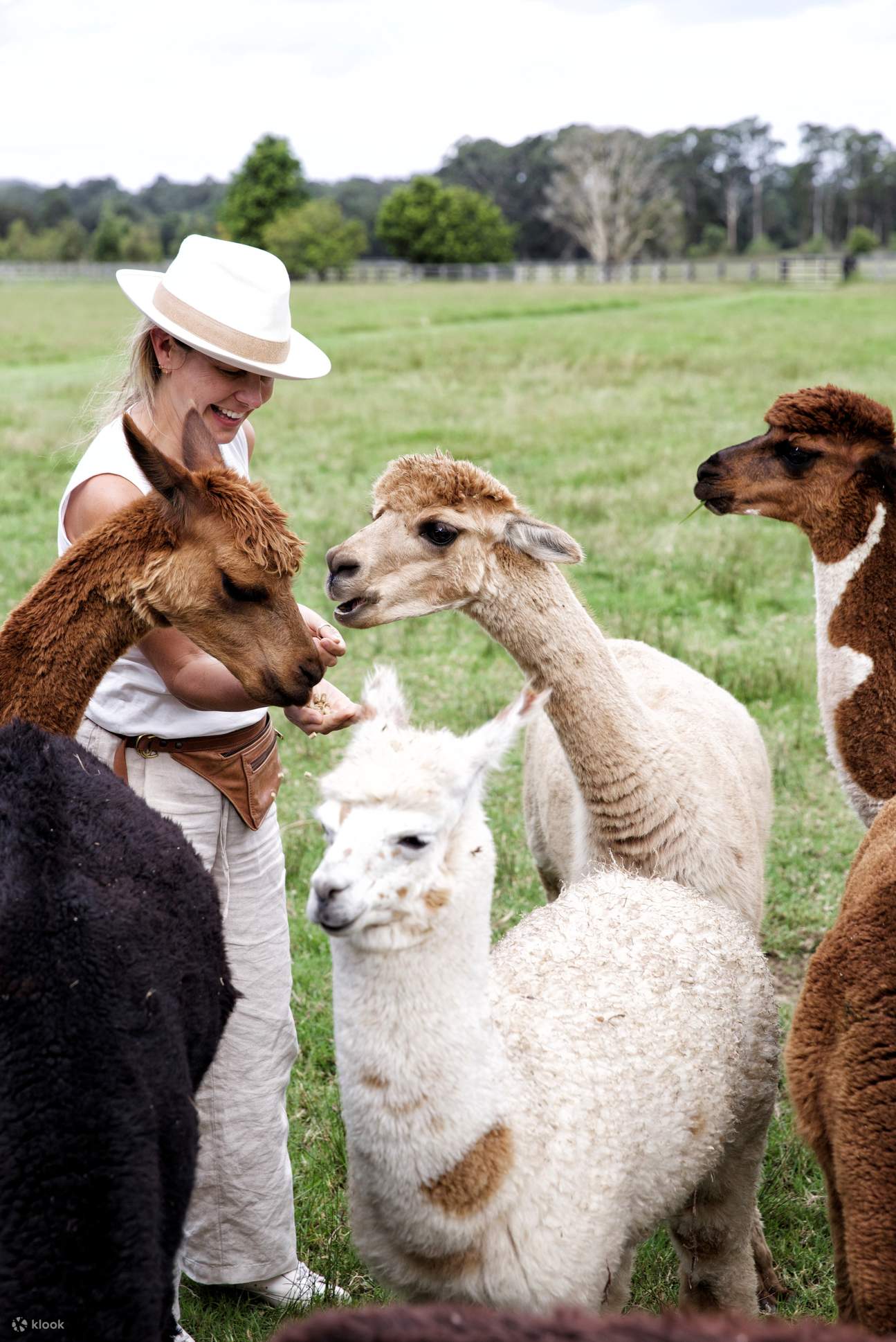 Iris Lodge Alpaca and Farm Feeding Experience Klook Singapore