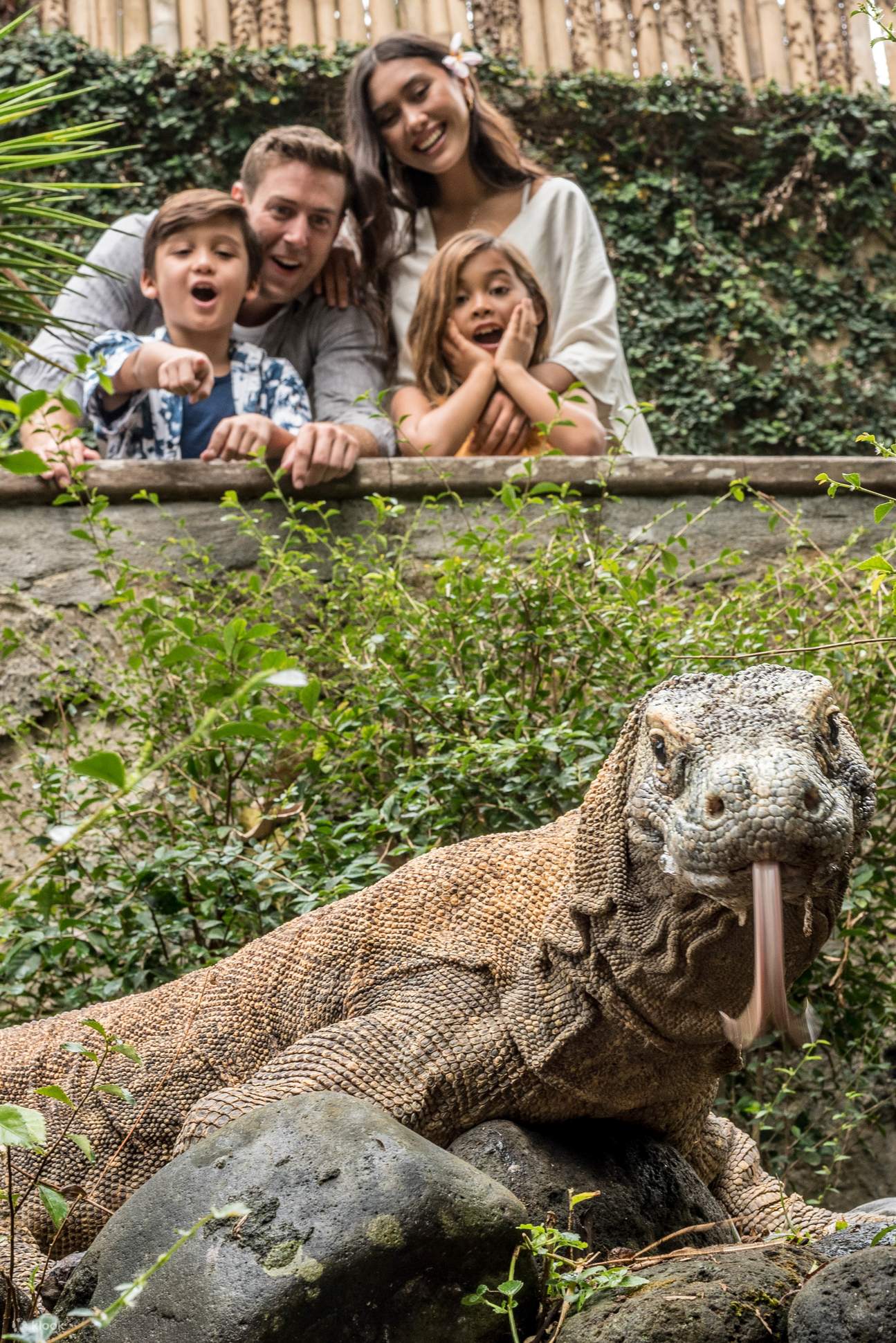 Công viên chim Bali - Rồng Komodo