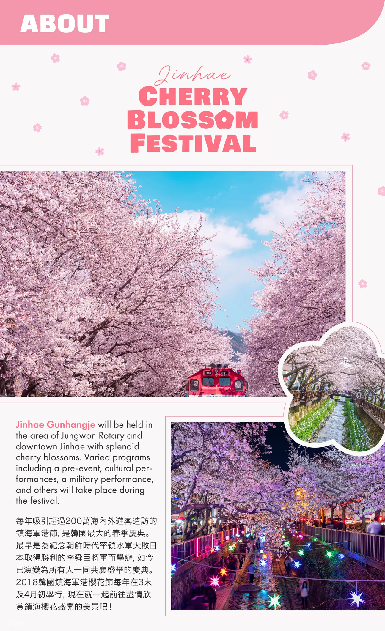Korea Cherry Blossom 2024