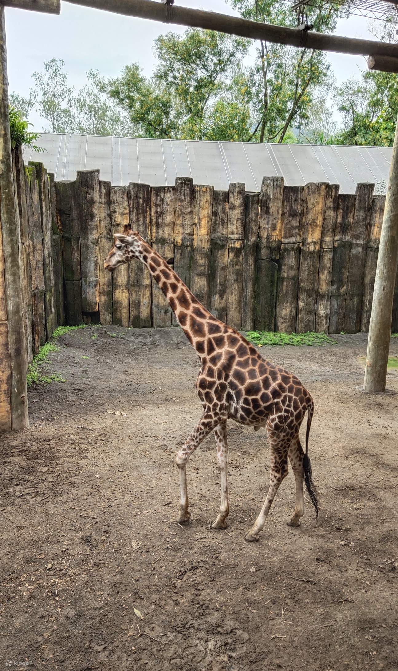 giraffe in avilon zoo