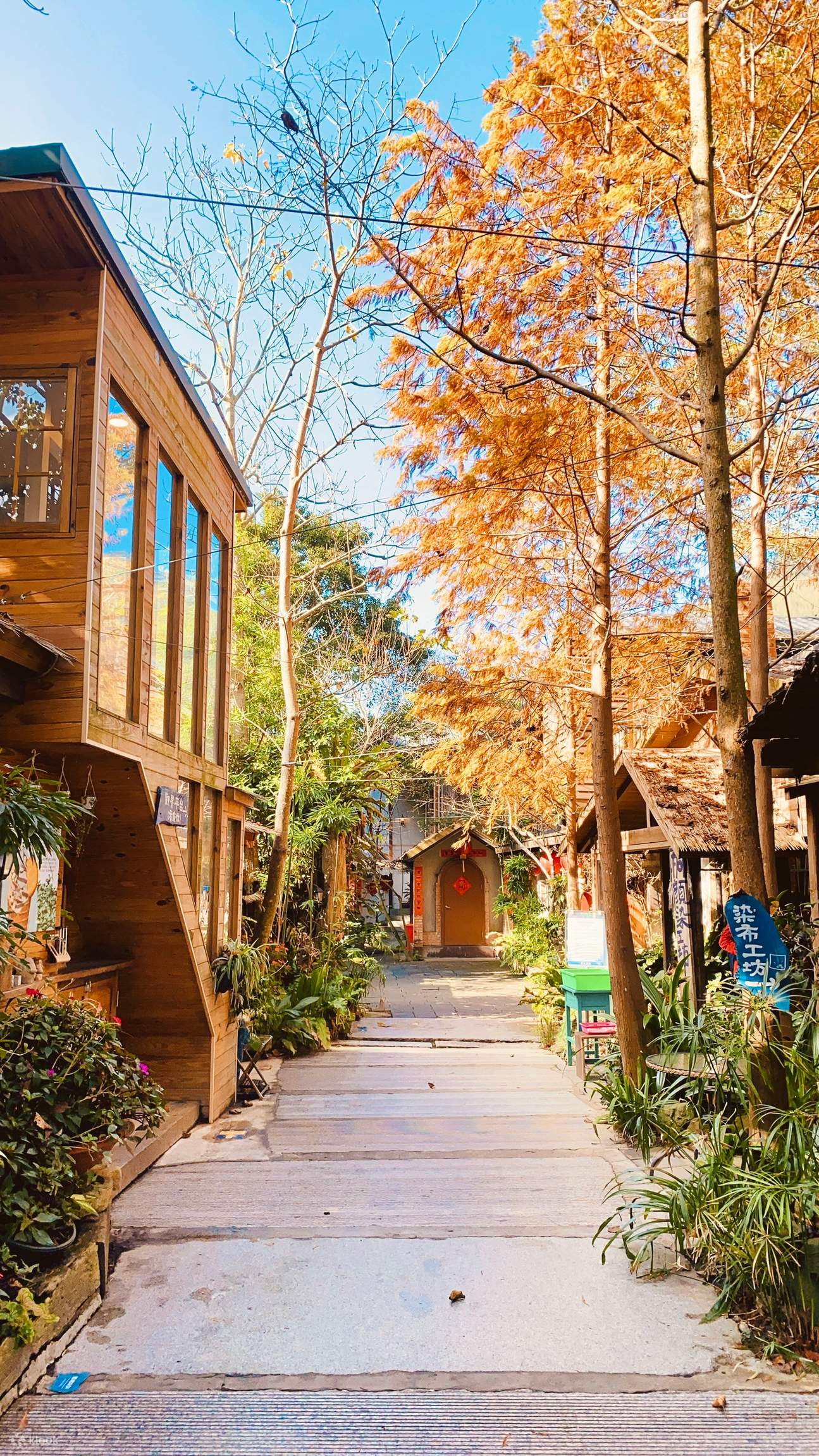 Боло́тный кипари́с