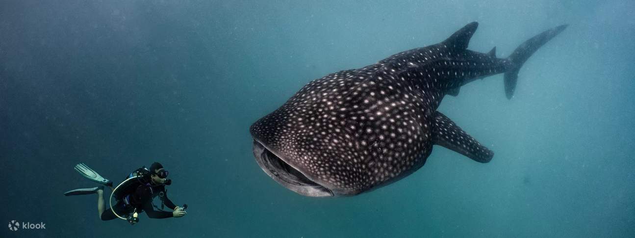 Nager avec des géants : Les plongeurs de l'atoll de Baa ont le privilège d'être les témoins directs de la beauté époustouflante des requins-baleines, une expérience fascinante qui met en lumière l'extraordinaire biodiversité marine des Maldives.
