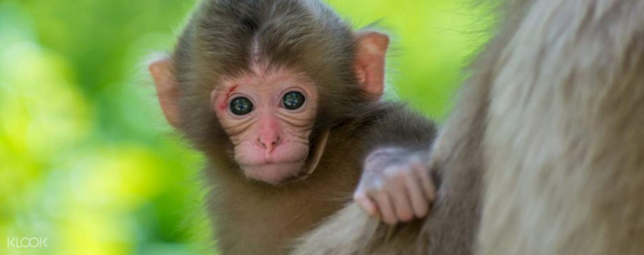 Nagano Snow Monkeys and Cherry Blossoms Day Tour - Klook US