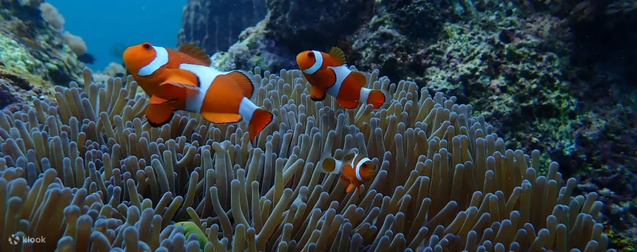四季湾潜水体验