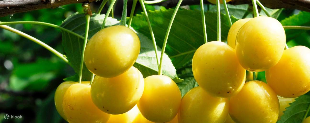 Die Königin der Kirschen