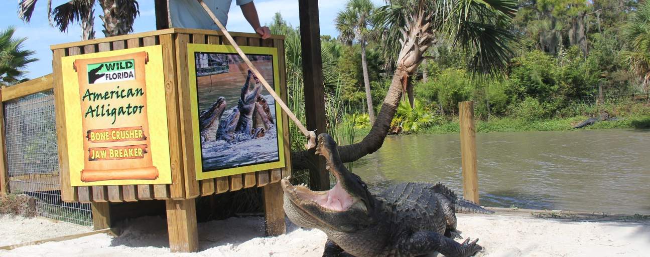Wild Florida Safari & Gator Park Admission Klook