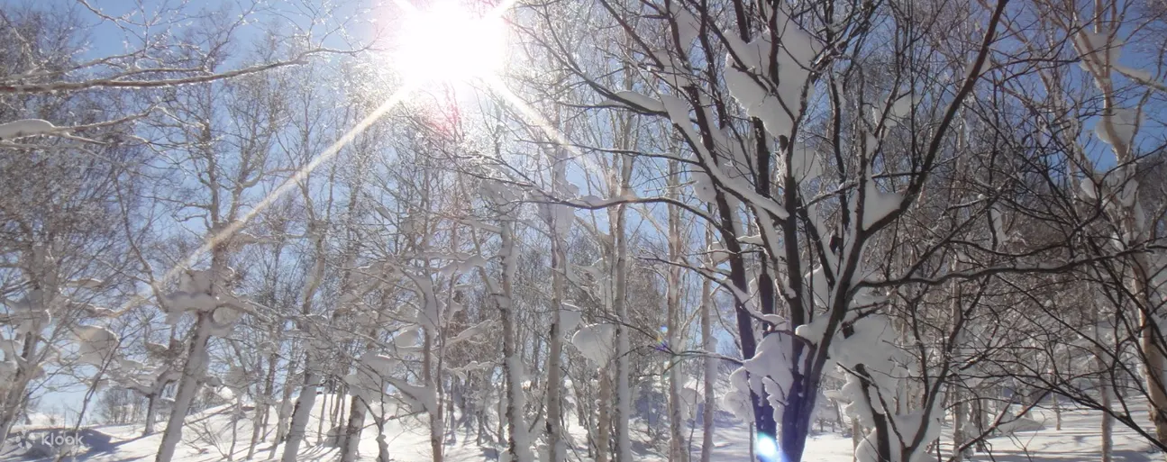 森林里的树木被雪覆盖