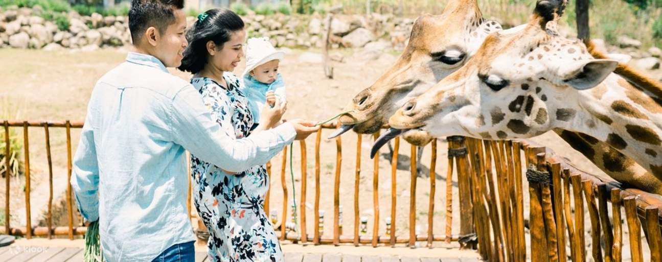 Giraffenfütterung für Familien
