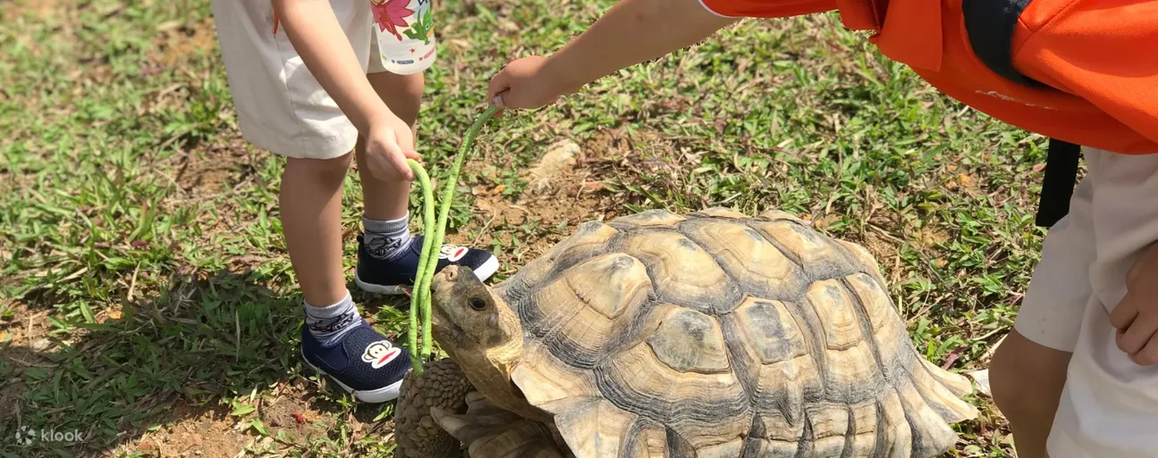 有机会抚摸和喂食我们可爱的海龟和乌龟