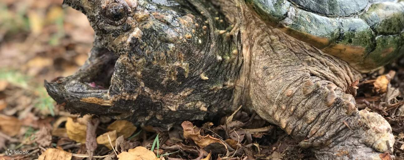 感受鱷龜的強大力量！