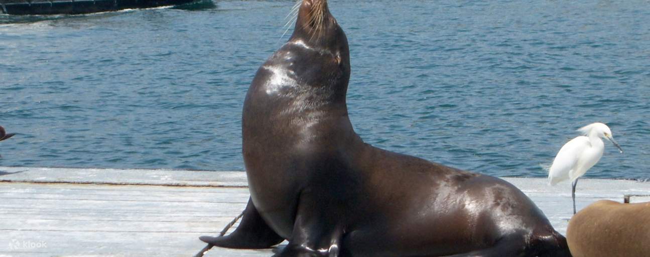 See seals during a San Diego Harbor Cruise