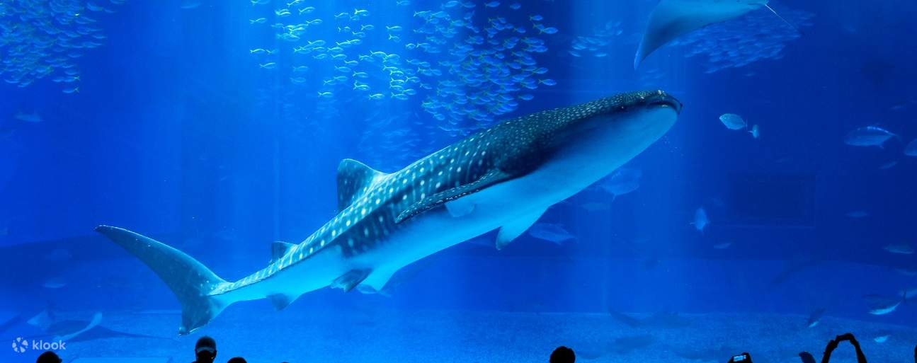 [Yanbaru National Park - Daisekirinzan](https://www.sekirinzan.com/en/)