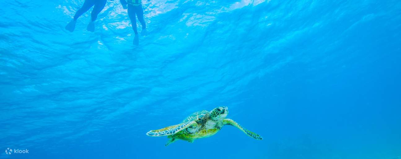 Plongée en apnée avec les tortues de mer
