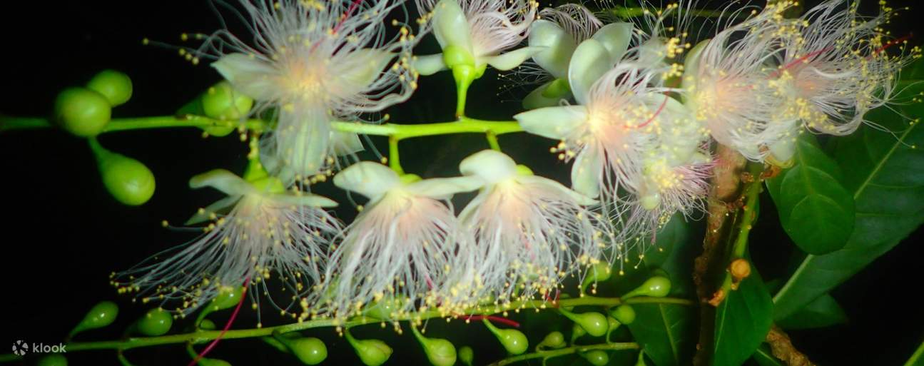 Sagaribana Watching Tour (Ishigaki / Iriomote island) - Klook Australia