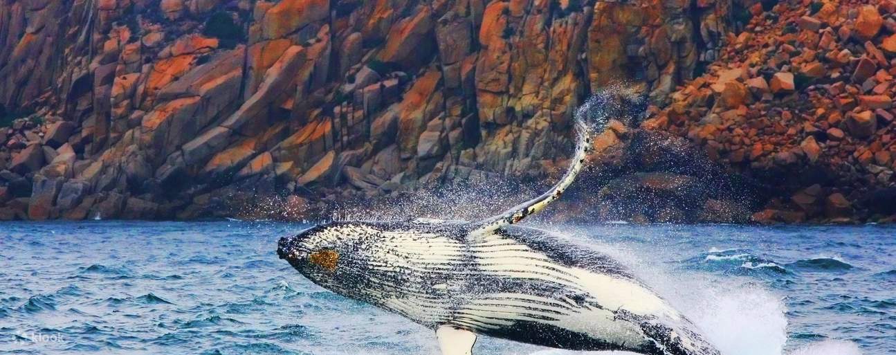 回遊シーズンには、ボートのすぐそばでクジラが戯れたり、波間をジャンプする姿を見ることができます。