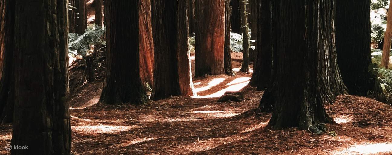 hutan dengan pepohonan besar