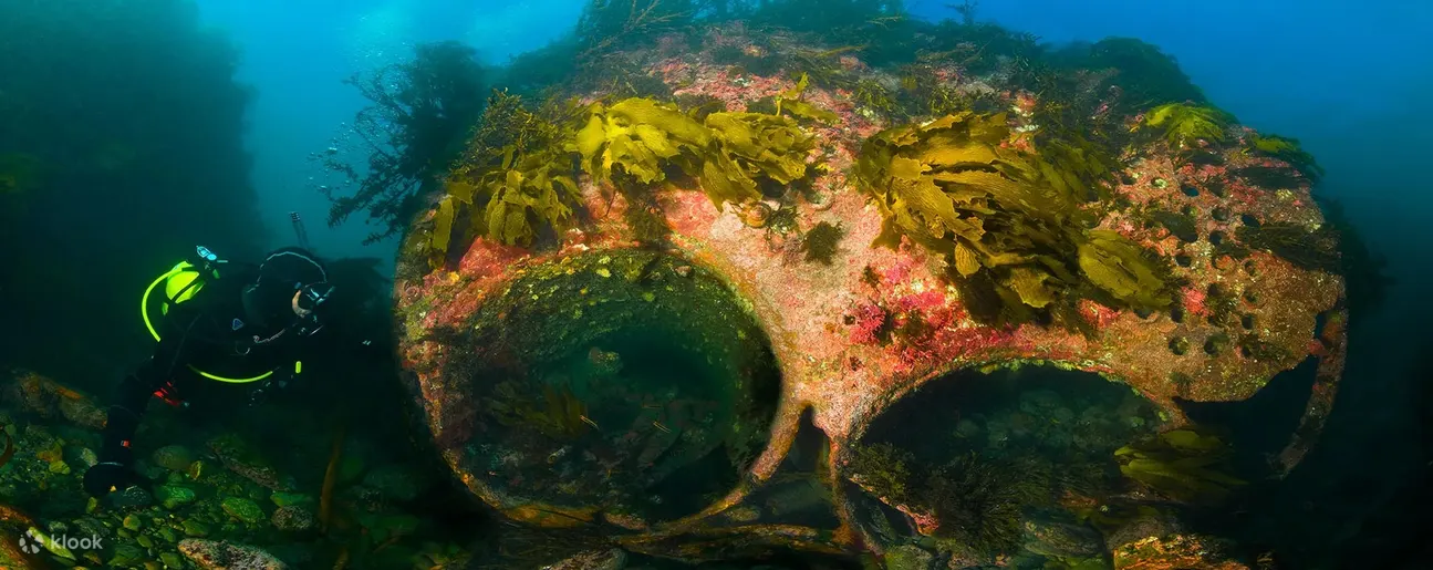 加入我们在惠灵顿岛湾的半日潜水之旅，沉浸在新西兰沿海水域的绝美风光中