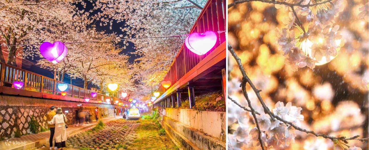 釜山からの鎮海桜ツアー | Klook