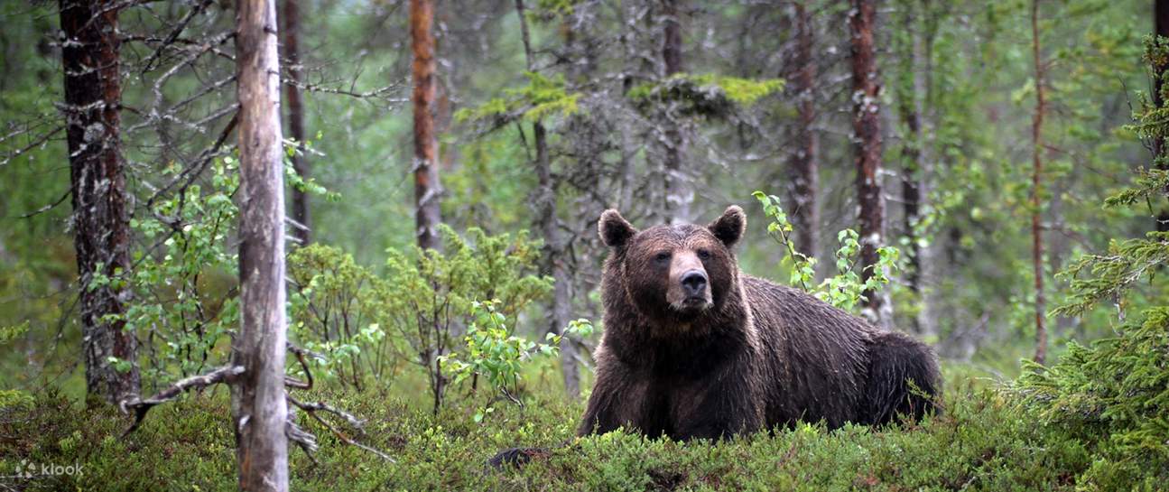Pengalaman Menonton Beruang di Malam Hari