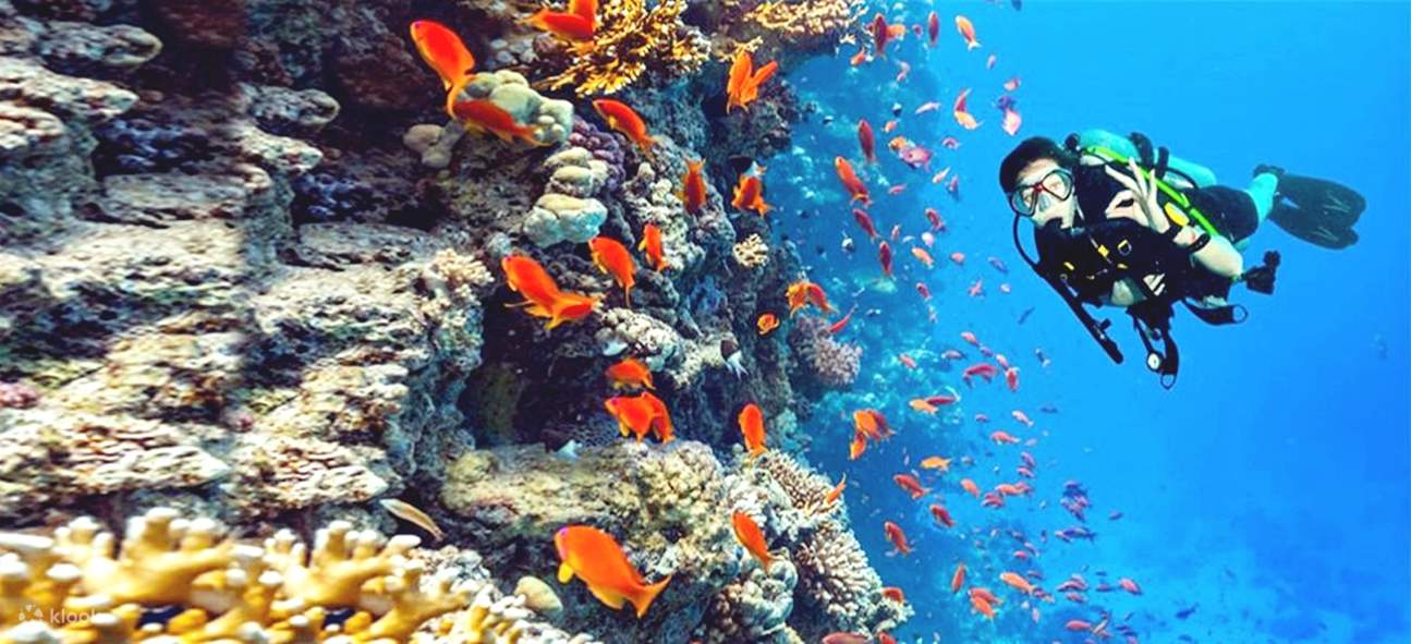 Sahl Hasheesh: Diving or Snorkeling Boat Trip with Lunch