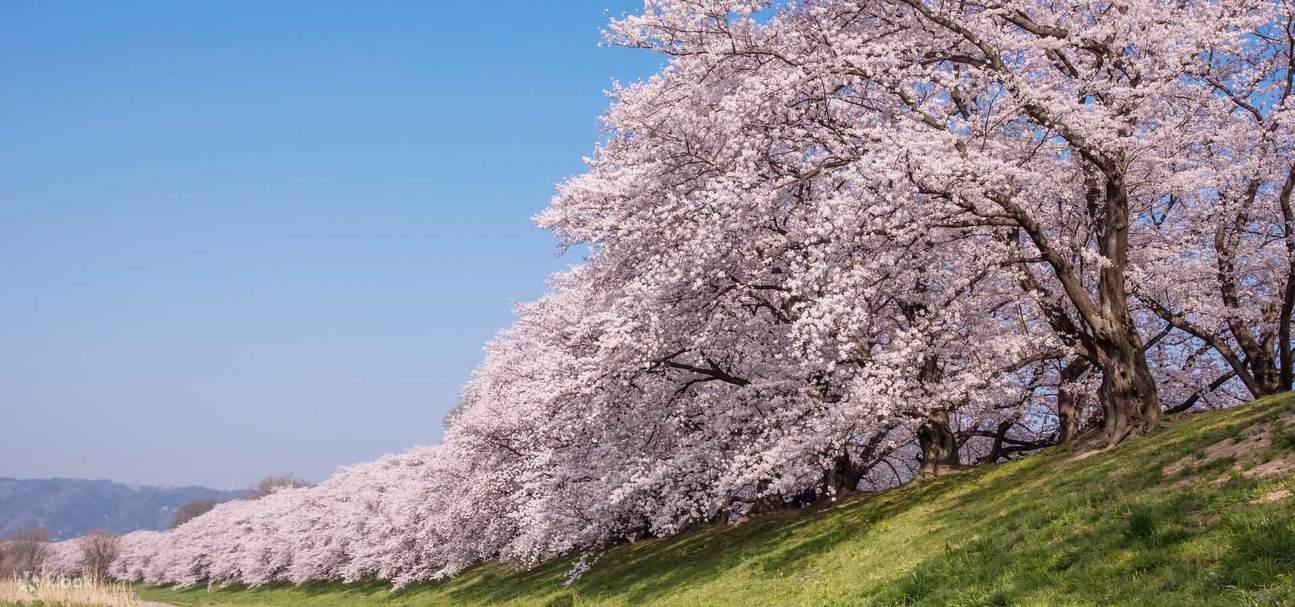 Area Yodogawa Kasen Park Sewari, Arashiyama, dan Tur Bus Daigoji dari Osaka  - Klook Indonesia