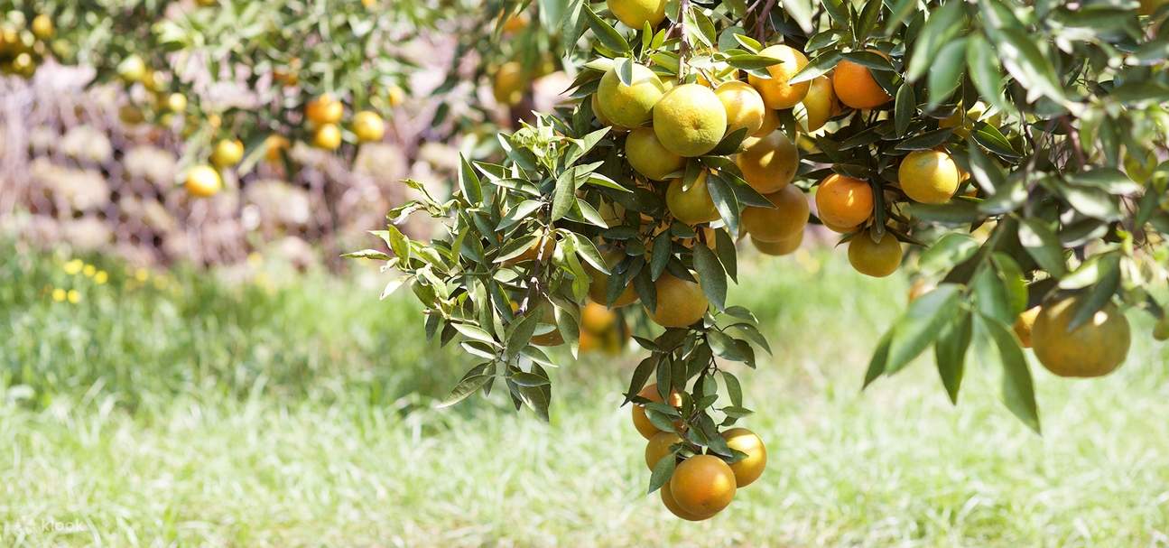 General Coupon for Fruit Picking Experience in Central Taiwan Klook