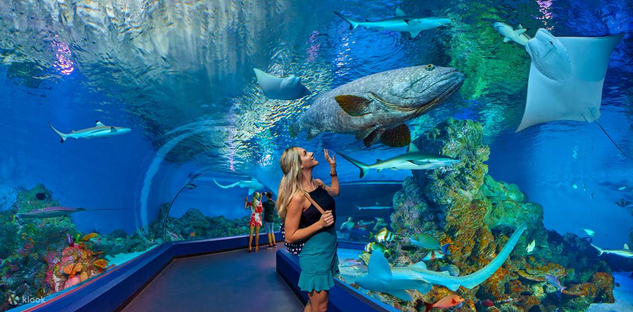 Cairns Aquarium Marine Life Encounter Ticket in Cairns - Klook Australia