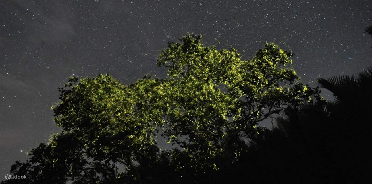 Aventure en paddle sur la rivière Loboc à Bohol / Excursion en SUP pour observer les lucioles 
