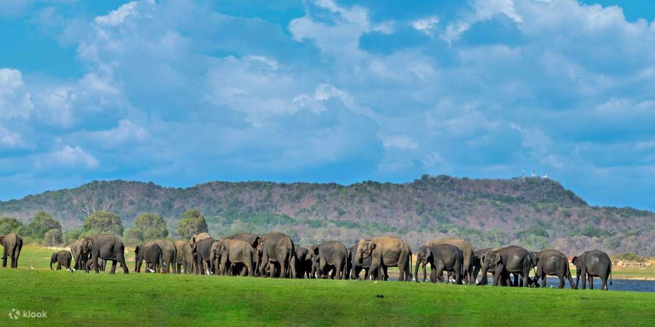 雅拉国家公园野生动物园半日游包团