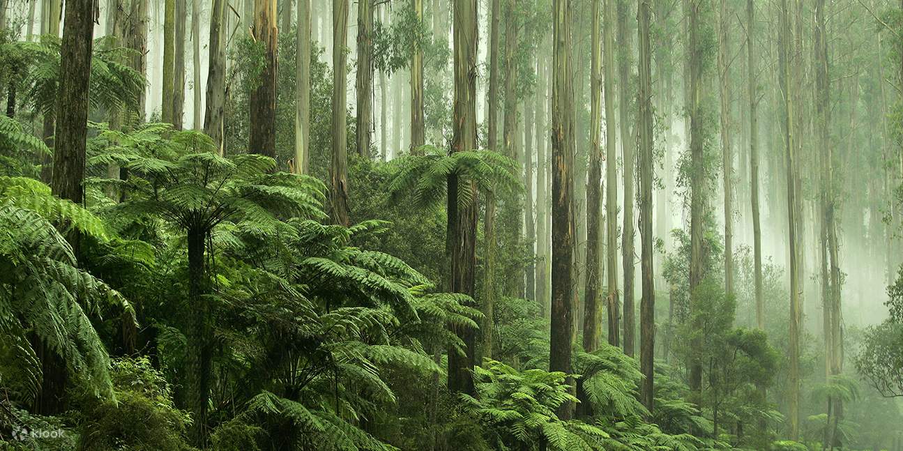 misteri picnic dandenong banjaran