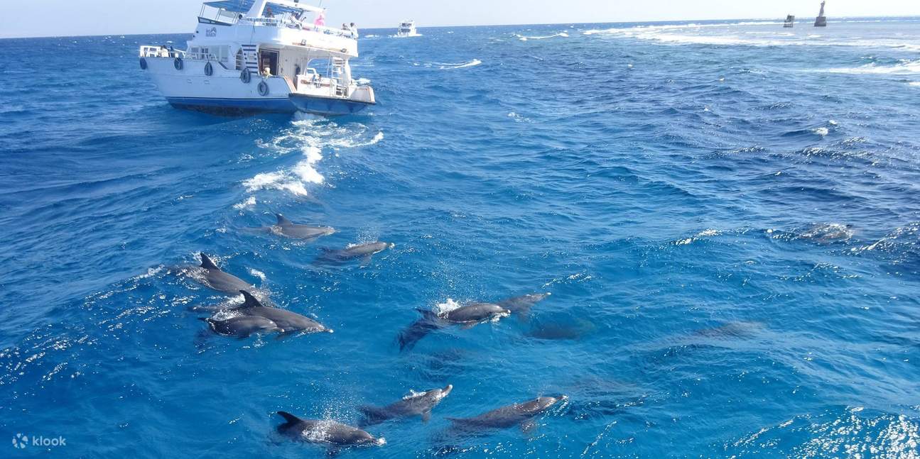 Hurghada Paradise Island Cruise with Snorkeling Adventure and Lunch ...