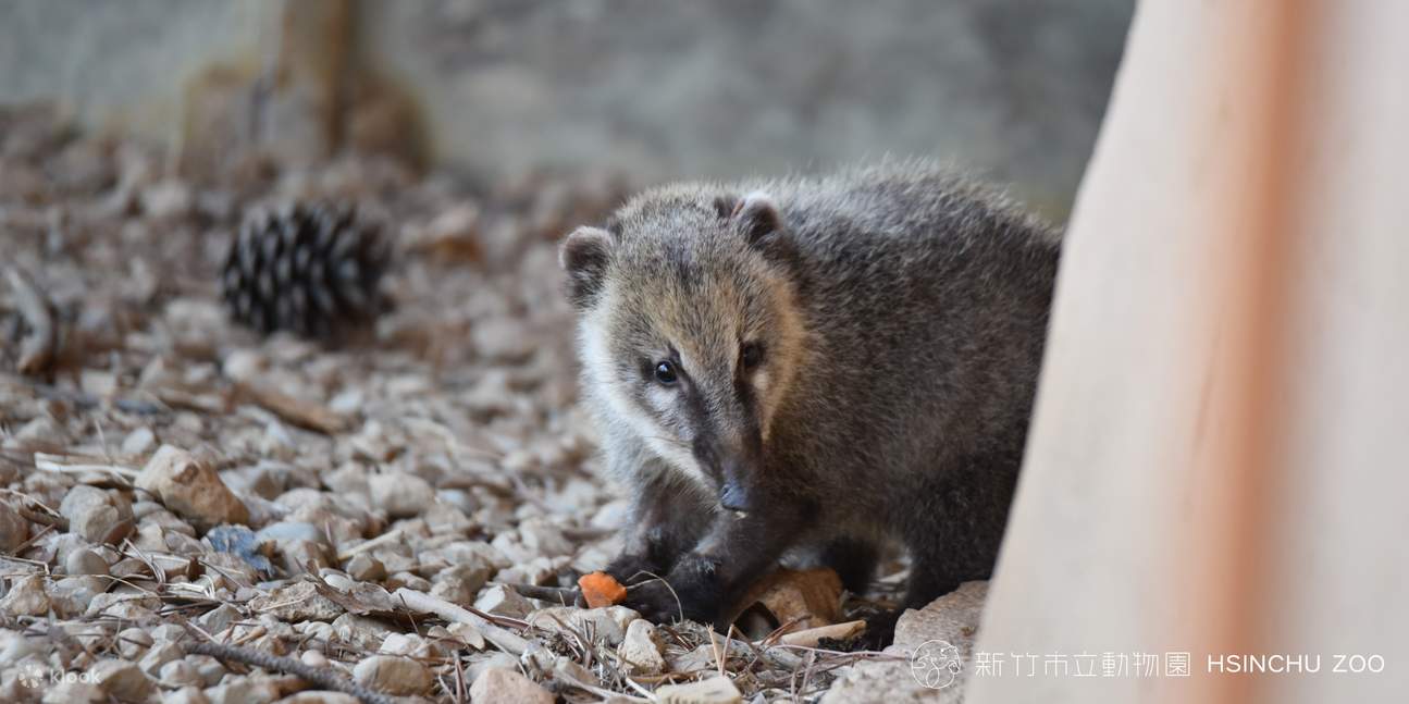 Муниципальный зоопарк города Синьчжу