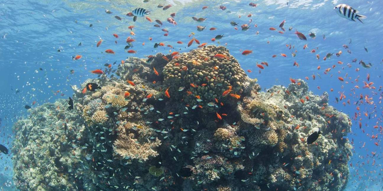 Marsa Alam - Tour đêm nhà cá heo Sataya 