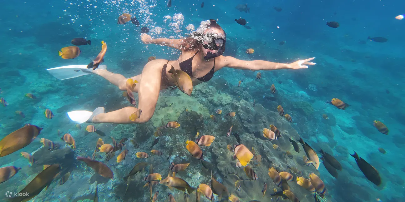 浮潜之旅，带您探索奇妙的海洋生物