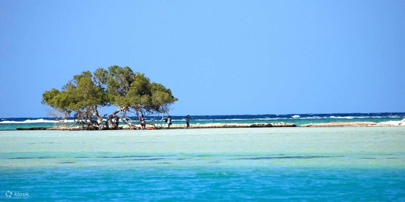 ทริปดำน้ำตื้นที่ Marsa Mubarak พร้อมบริการรับส่งและอาหารกลางวัน – Marsa Alam