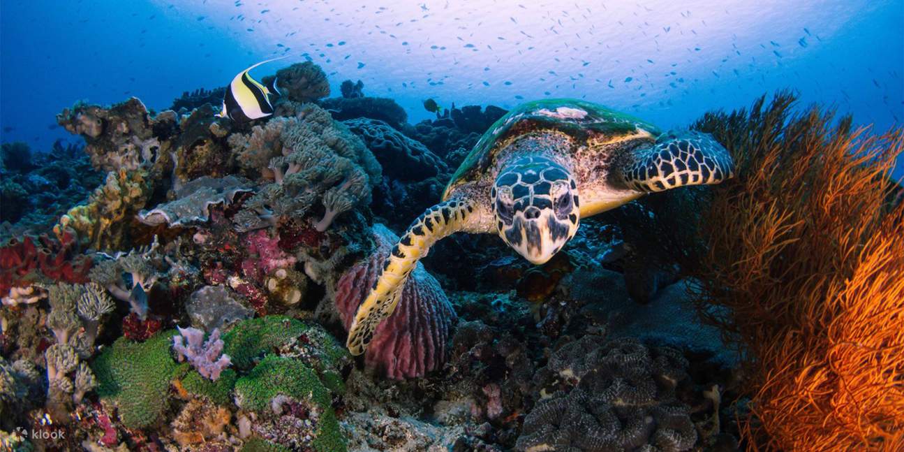 Schwimmen Sie mit großen Schildkröten, wenn Sie diese am Schnorchelplatz sehen.